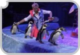 Пингвины шоу «Ласта-Рика» идут в картинную галерею - радиопередача интернет радио ДИАЛОГ